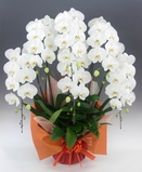 豪華胡蝶蘭６本立（白） ５万円コース